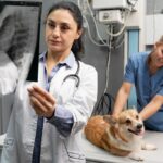 Vétérinaire s'occupant d'un chien de compagnie. meilleures cliniques vétérinaires de France
