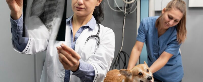 Vétérinaire s'occupant d'un chien de compagnie. meilleures cliniques vétérinaires de France