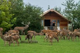 Parc Animalier de Sainte-Croix - Rhodes