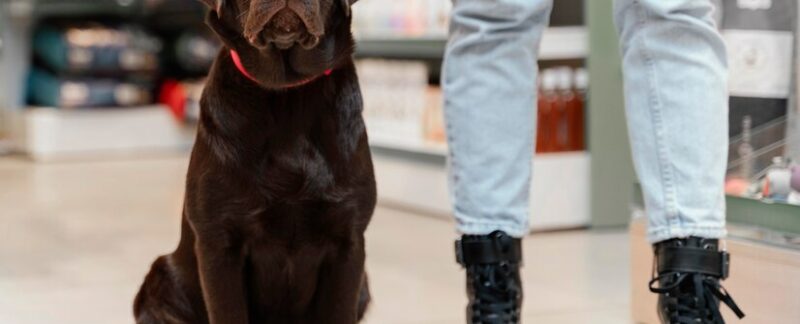 Chien mignon avec son maître dans une animalerie. magasins de jouets pour chiens en France