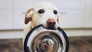 magasins de jouets pour chiens 