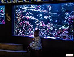 Aquarium Tropical du Palais de la Porte Dorée (Paris)