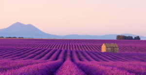 Champs de lavande en Provence