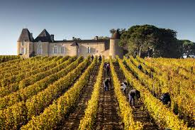 Château d’Yquem (Sauternes)