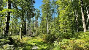 Forêt de Compiègne