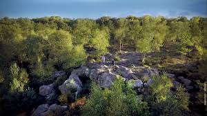 Forêt de Fontainebleau. meilleures forêts de France