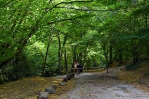 Forêt de Paimpont