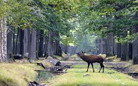 Forêt de Rambouillet