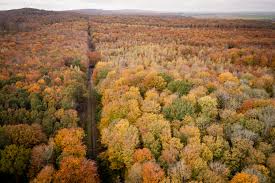 Forêt de Retz