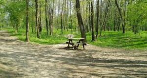 Forêt de Saint-Galmier. meilleures forêts de France