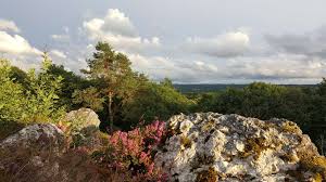 Forêt de la Mandragore. meilleures forêts de France