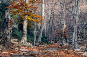 Forêt de la Massane