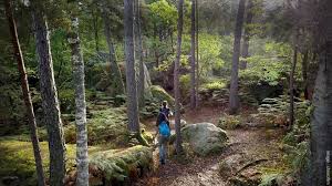 La Forêt de Fontainebleau, Île-de-France