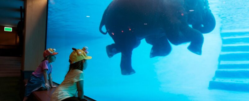 Les enfants s'amusent à regarder l'éléphant nager dans le réservoir d'eau. aquariums en France