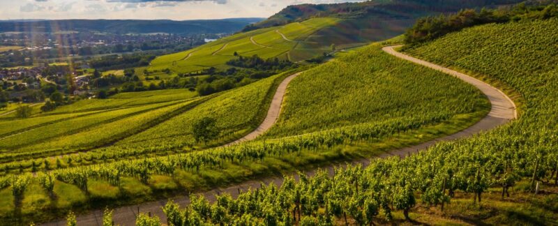 Belle vue d'un vignoble dans les collines verdoyantes au coucher du soleil. vignobles en France
