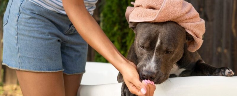 Les 10 meilleurs spas pour animaux en France