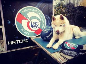 Le Chien Actif (Strasbourg)