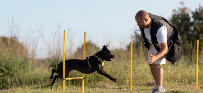 Les 10 meilleures écoles pour chiens en France