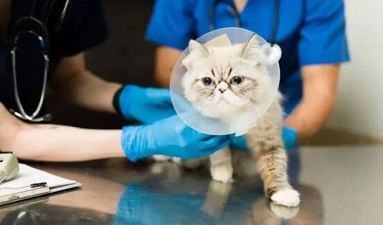 meilleures cliniques de stérilisation animale