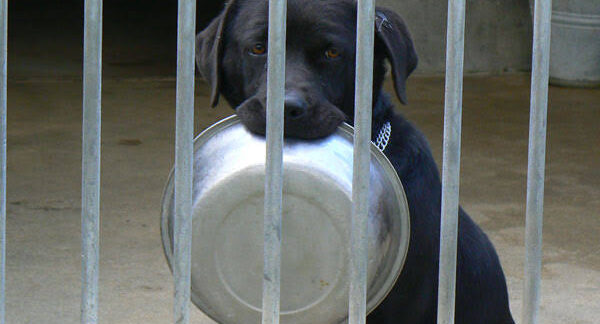 meilleures plateformes d'adoption d'animaux