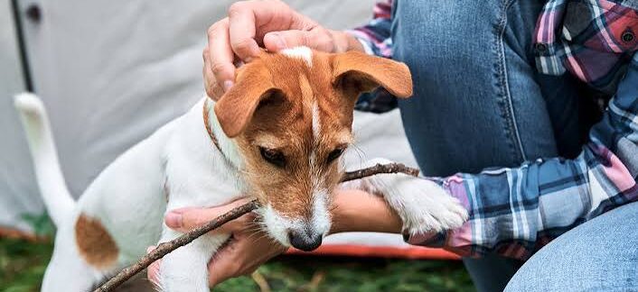 meilleurs éthologues canins
